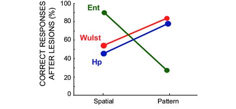Double Dissociation Between The Brain Structures Wulsthippocampus And
