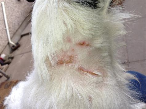 Dog Bite Puncture Wound On Another Dog Cuki