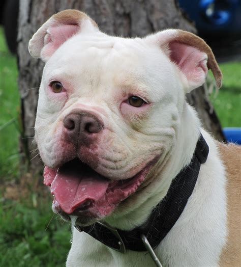 In november 2019, the american bulldog was added to the american kennel club (ak. American Bulldog Rescue - 501C3 Not-for-Profit Dog Rescue ...