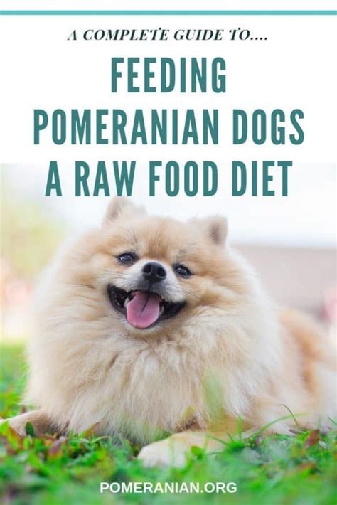 Feeding Pomeranians A Raw Food Diet Raw Food Diet Pomeranian Dog