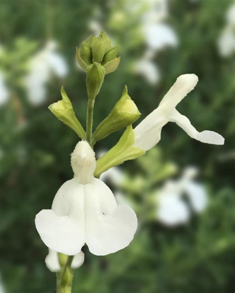 Essay reading, word pronounce training, youtube narrations and etc. Salvia VIBE® Ignition 'White' | Native Sons Wholesale Nursery