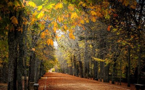 Wallpaper Autumn Trees Path Park Bench 1920x1080 Full Hd 2k Picture