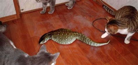 Control, support, administer, monitor, train or work remotely with vnc® connect. Tsuchinoko Real | Know Your Meme