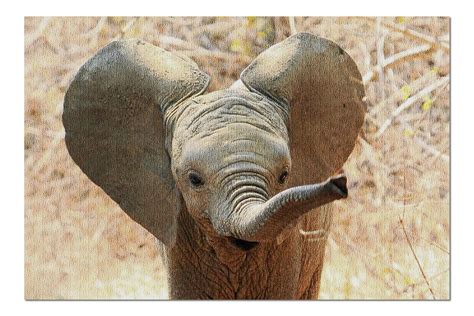 An Adorable Baby African Elephant With Ears Flapping And Trunk Extended