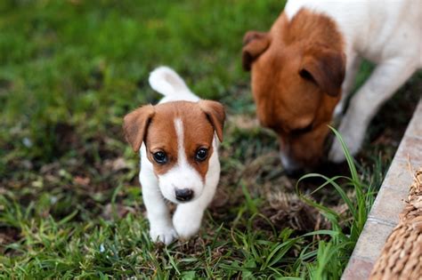 Premium Photo Jack Russell Dogs Playing On Grass Meadow Puppy And