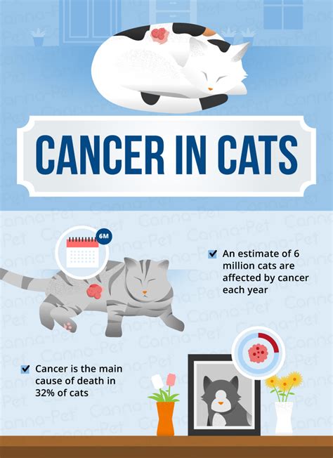 This can make diagnosis difficult. Cancer in Cats: Causes, Symptoms, & Treatments | Canna-Pet