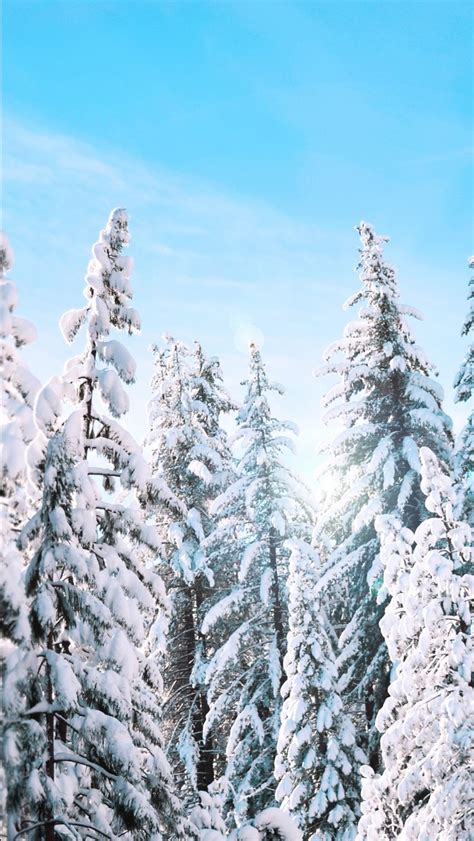 Sunny Winter Pine Trees 4k Wallpapers Hd Wallpapers Id 22369