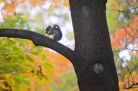 About 236 results for gardening blog + organic gardening. Gardening: During winter's approach, squirrels are still ...