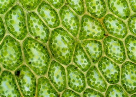 Chloroplasts In Plant Cells Stock Image B1100036 Science Photo