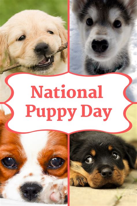 National Puppy Day Happy Holiday Hotspot