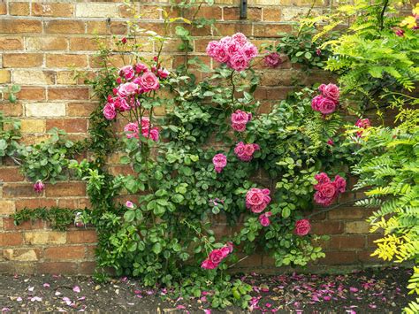 Pink Climbing Roses In A Walled Garden 2966883 Stock Photo At Vecteezy