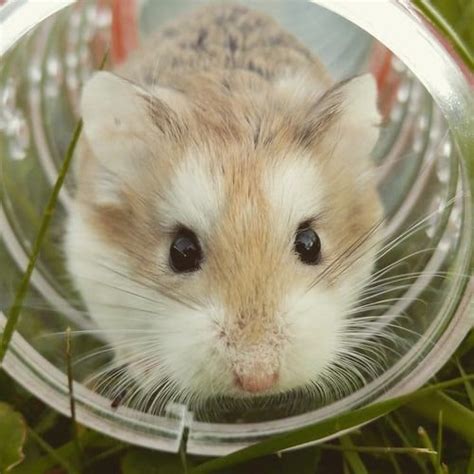 40 Interesting Facts About Hamsters You Need To Know