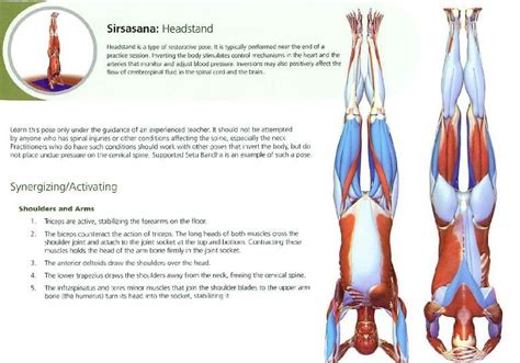 It is a sanskrit word where janu means knee and sirsa means head, and asana means posture. Sirsasana | Yoga anatomy, Yoga stretches, Yoga