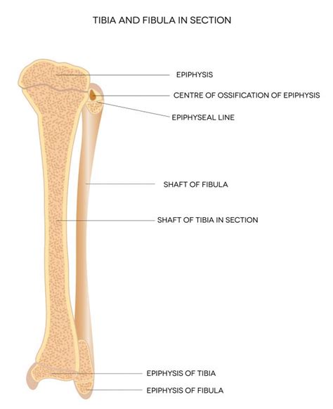 What Is The Distal Fibula With Pictures