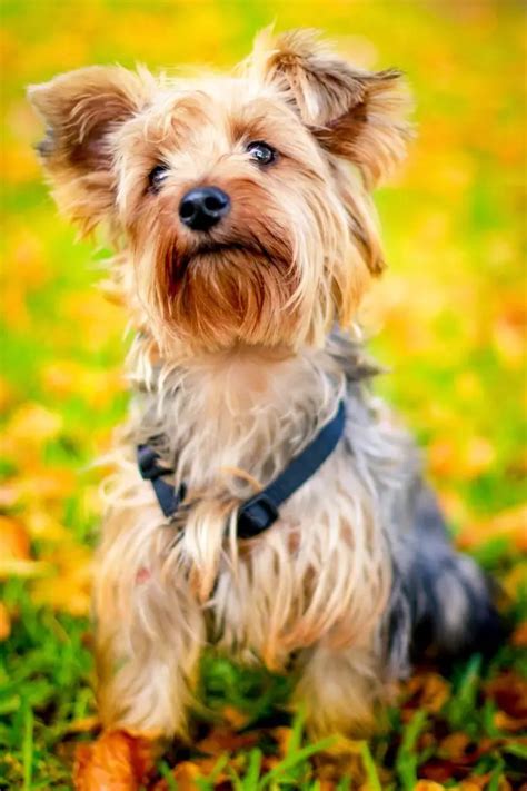 The Best Non Shedding Small Dogs 10 Hypoallergenic Dog Breeds