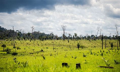 Quase 90 Do Desmatamento Da Amazônia Em Mato Grosso Nos últimos 12