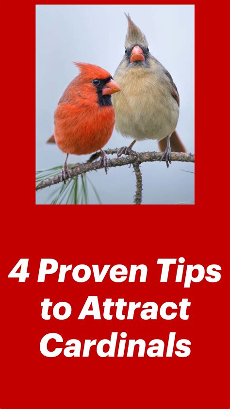 4 Proven Tips To Attract Cardinals Artofit