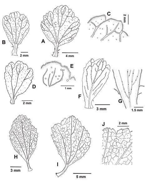 Morphological Variation Of Ribes Cuneifolium Leaves A B Flabellate