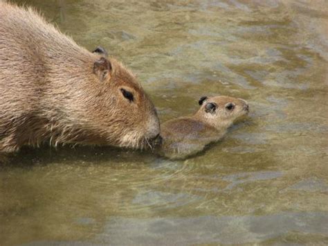 Mommy And Baby Capybara Cute Animals Cute Baby Animals Capybara