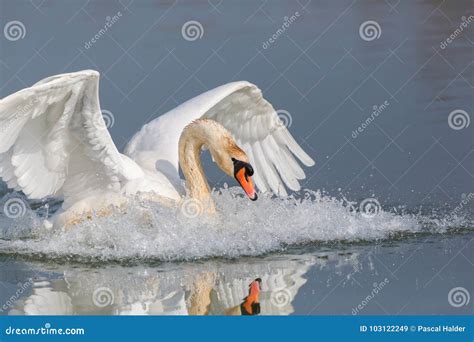 Olor Do Cygnus Da Cisne Muda Com As Asas Espalhadas Que Espirram O