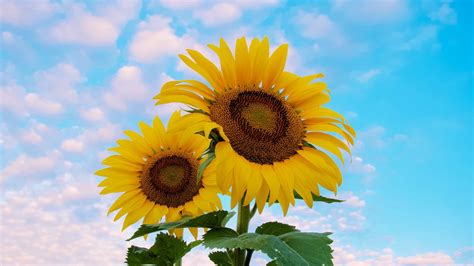 Wallpaper Sunflower Flowers Petals Yellow Sky Hd