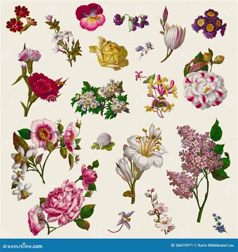 Vintage Victorian Flowers Clip Art Stock Image Image 36675971