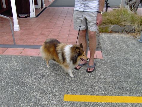 A Mini Lassie Flickr Photo Sharing