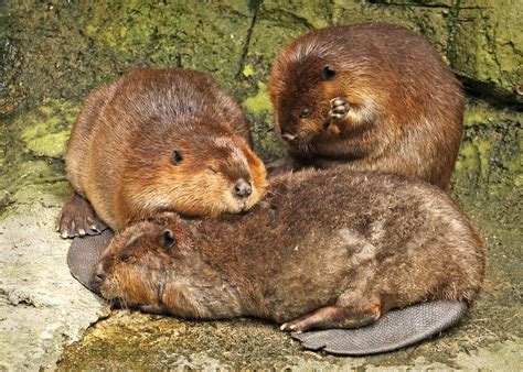 Sleeping Beavers © 2011 Brock Fleeger Brock Fleeger Flickr