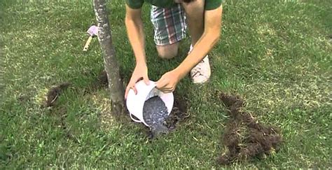 Best Redbud Tree Fertilizers Embracegardening