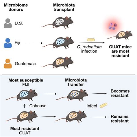 Geographic Differences In Gut Microbiota Boost Immunity Cornell Chronicle