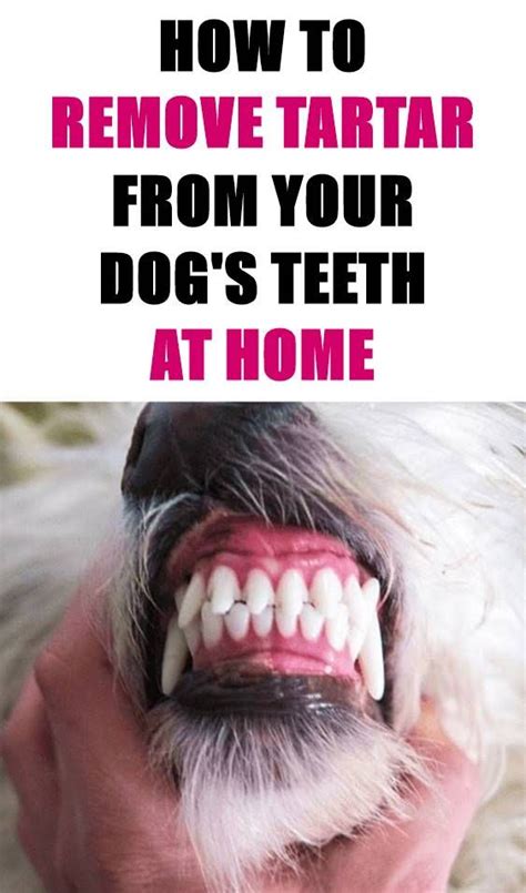 Tartar buildup can lead to periodontal disease of the gums, which can be very painful for your pet. Going to the dentist isn't fun, and neither is trying to ...