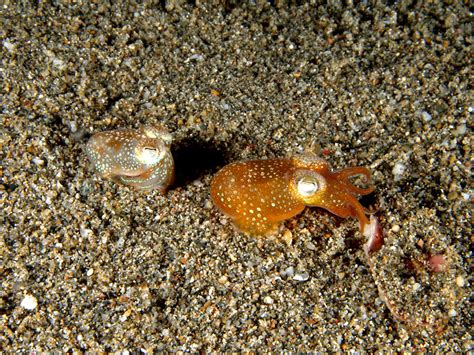 Squid Facts Archives Animal Facts For Kids Wild Facts