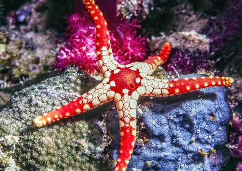 13 Types Of Saltwater Starfish For Aquariums Build Your Aquarium