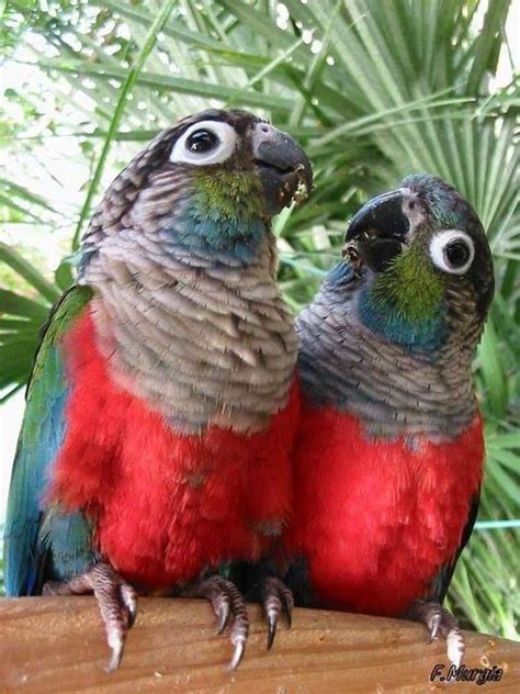 Crimson Bellied Parakeet Facebook Pet Birds Beautiful Birds