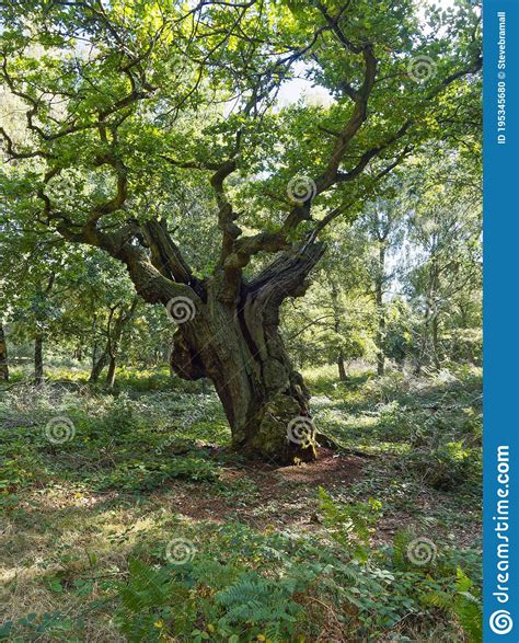 An Ancient Oak Tree Stands Leaning To The Left In Sherwood Forest Stock