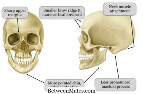 Pelvic girdle and floor female pelvis and reproductive organs male pelvis and reproductive organs male reproductive organs: Erkek ve Kadının Kafatası Arasındaki Fark | Erkek vs Kız ...