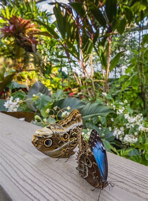 Butterfly Rainforest Exhibits