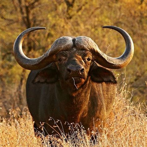 African Savanna Buffalo Pets Lovers