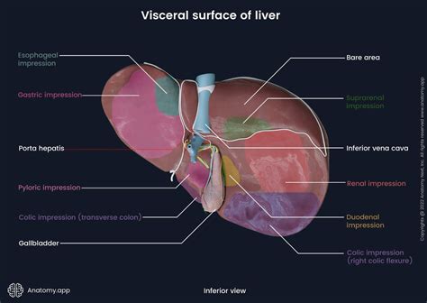 Liver Histology Diagram