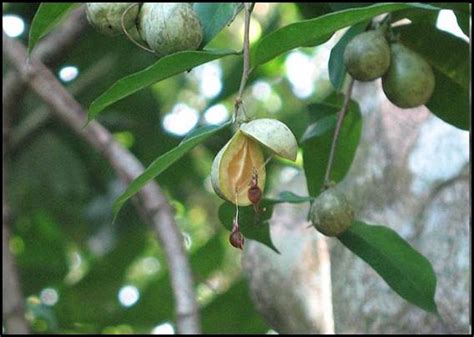 No cites documentations will be provided, seller holds no. Seed of aquilaria | Gaharu 沉香 Agarwood