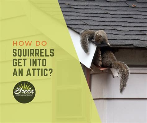 How Do Squirrels Get Into An Attic Breda Pest Management