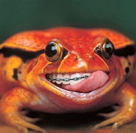 A Smiling Frog With Its Tongue Out