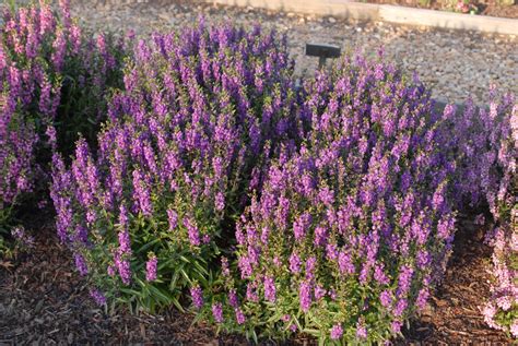 Angelonia Angustifolia Angelonia Summer Snapdragon North Carolina