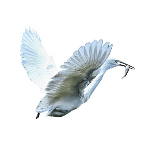 Predators Hd Transparent Egret Predation Migratory Bird Animal Eat