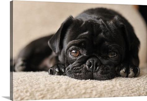 Pug Dog Facts And Pictures All Wildlife Photographs