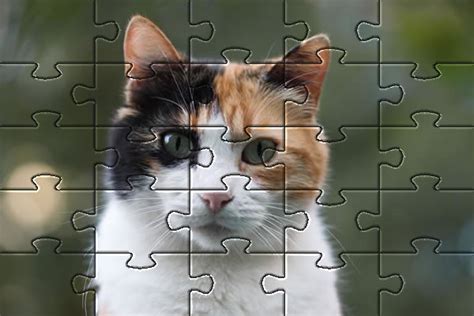 Ausreichend Gefühl Verrückt Cat Jigsaw Puzzle Online Fabel Höflich Dreh