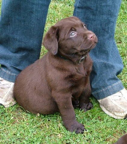 Extensive puppy package comes with every pup including • vet. Chocolate Labrador Puppies For Sale FOR SALE ADOPTION from ...