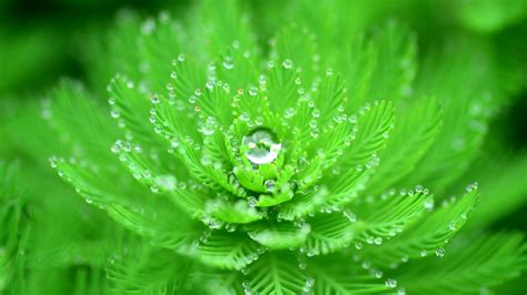 Closeup Water Drops Nature Macro Plants Leaves Green Depth Of