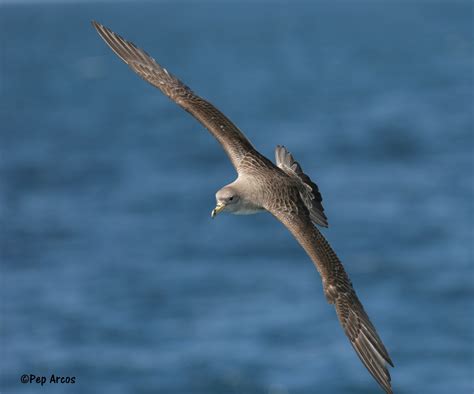 Agreement On The Conservation Of Albatrosses And Petrels First Record