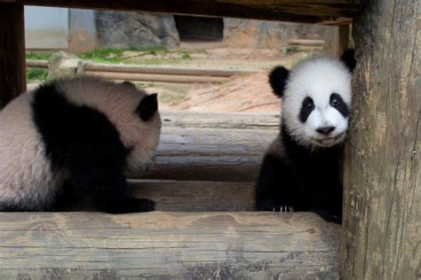 Atlantas Giant Panda Twins Enjoy Their First Spring Zooborns